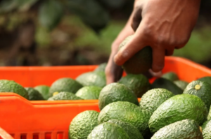 Por amenazas contra su personal, EU frena exportación de aguacate